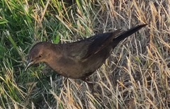 Euphagus