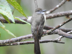 Myiarchus cephalotes