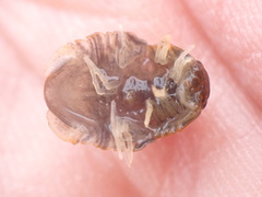 Gnorimosphaeroma