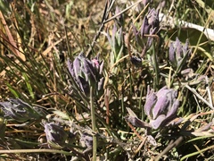 Chloropyron maritimum palustre