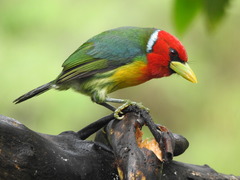 Red-Headed Barbet photo 4