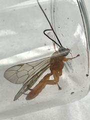 Theronia