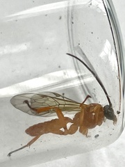 Theronia
