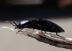 Melanactes densus