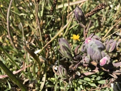 Chloropyron maritimum palustre