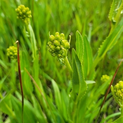 Senecio hydrophiloides