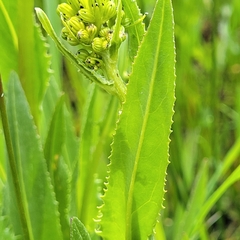 Senecio hydrophiloides