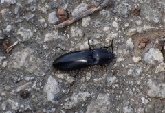 Melanactes densus