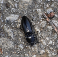 Melanactes densus