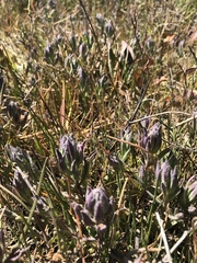 Chloropyron maritimum palustre