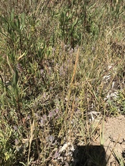 Chloropyron maritimum palustre