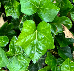 Hedera