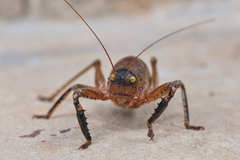 Nesoecia