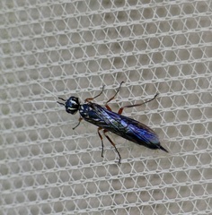 Xiphydria maculata
