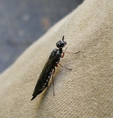 Xiphydria maculata