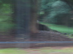 Odocoileus virginianus