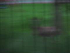 Odocoileus virginianus