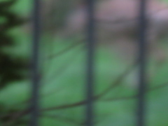 Odocoileus virginianus