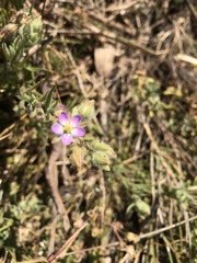 Spergularia macrotheca