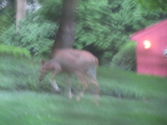 Odocoileus virginianus