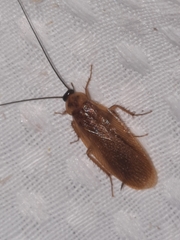 Parcoblatta virginica