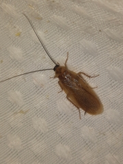 Parcoblatta virginica