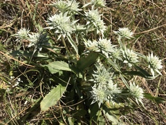 Eryngium armatum