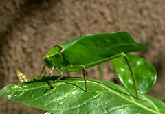 Stilpnochlora thoracica