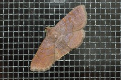 Antiblemma concinnula