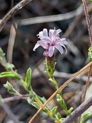 Lessingia micradenia micradenia