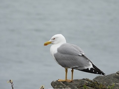 Larus michahellis