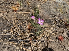 Clarkia williamsonii