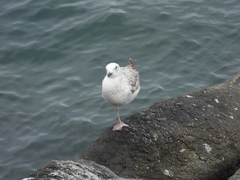 Larus michahellis