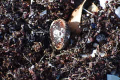 Macropsychanthus comosus