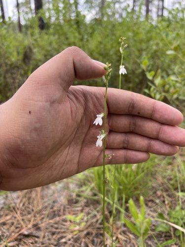 Image of Lobelia paludosa by (c) Brandon Corder, some rights reserved (CC BY)