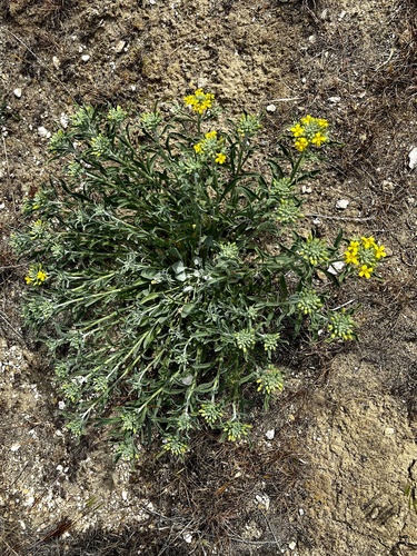 Physaria douglasii ssp. tuplashensis
