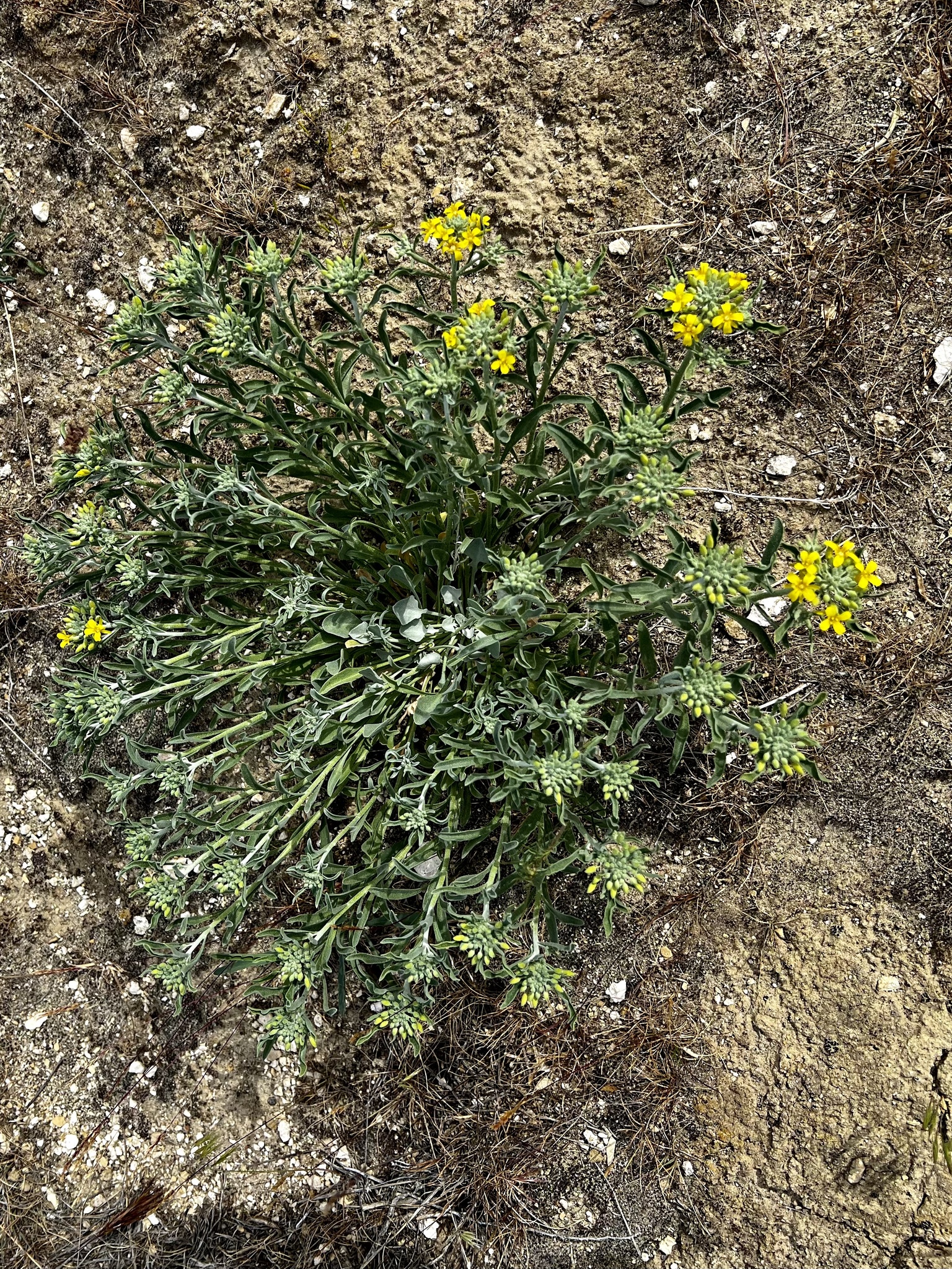 Physaria douglasii ssp. tuplashensis