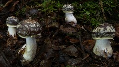 Cortinarius meleagris