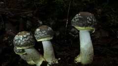 Cortinarius meleagris