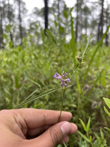 Pineland Leather-root (Orbexilum virgatum)