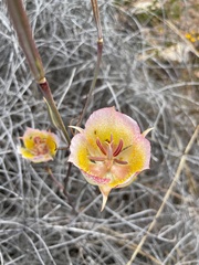 Calochortus plummerae