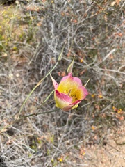 Calochortus plummerae