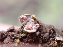 Illosporium carneum