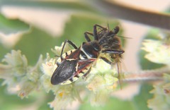 Apiomerus flaviventris