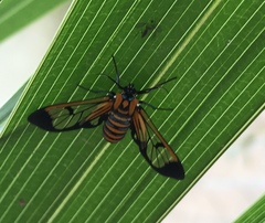 Gymnelia ethodaea