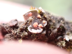 Illosporium carneum