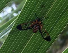 Gymnelia ethodaea