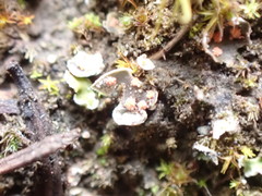 Illosporium carneum