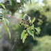 Aristotelia chilensis - Photo (c) maragirta,  זכויות יוצרים חלקיות (CC BY-NC), הועלה על ידי maragirta