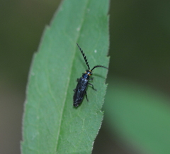 Tytthonyx erythrocephala